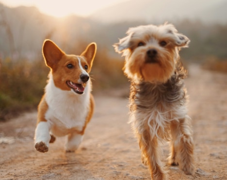 Can Landlords Refuse Pets in 2026?