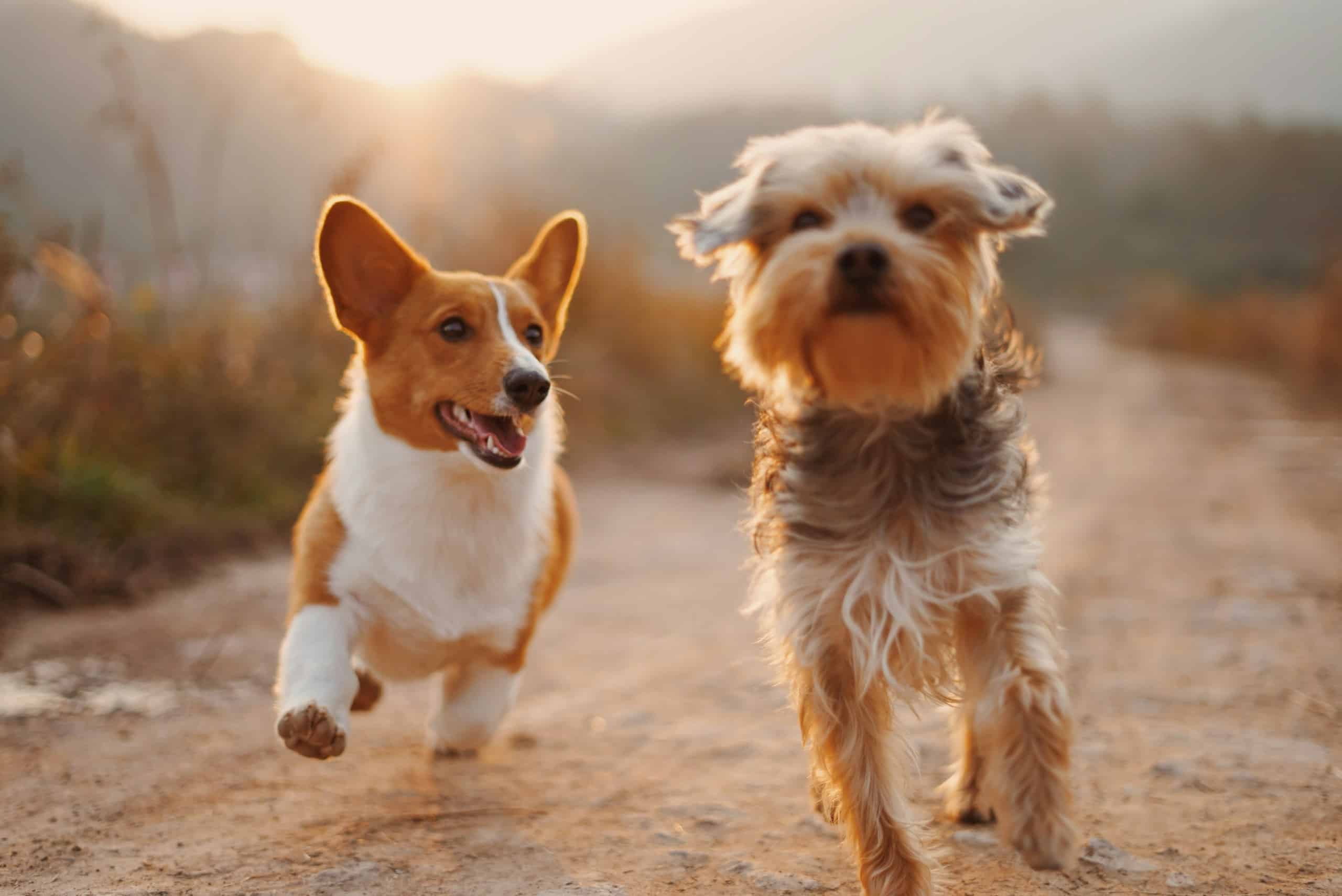 Can Landlords Refuse Pets in 2026?